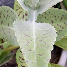 Image result for Kalanchoe gastonis-bonnieri