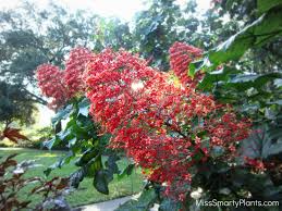 Image result for Clerodendrum toxicarium