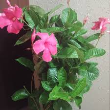 Vining, climber shrub mature height: Mandevilla X Amabilis Alice Du Pont Mandevilla Alice Du Pont Uploaded By N Liberto8829