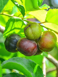 Image result for Flacourtia indica