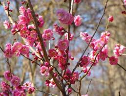 If in full bloom, the flowers almost cover the entire foliage. Other Names Flowering Plum Japanese Apricot Cherry Plum Japanese Plum Chinese Plum Prunus Ume Ume Plum Winter Fringe Tree Beautiful Blooms Prunus Mume