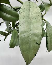 Image result for Hyparrhenia griffithii