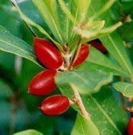 Image result for Pentadiplandraceae