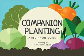 Companion plants are plants that complement one another in terms of growth and production. Companion Planting A Beginner S Guide The English Garden