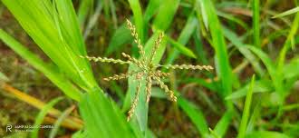 Image result for Arthraxon hispidus