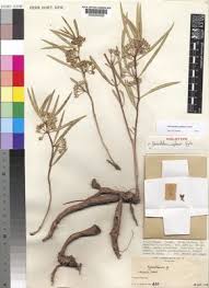 Image result for Glossostelma