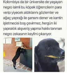 Ahahajkls Bilgi Komik Seyler Komik Hayvanlar