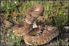 Red Diamond Rattlesnake Crotalus Ruber Ruber Rattlesnake Snake Red Diamond
