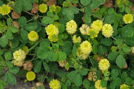 Image result for Trifolium campestre