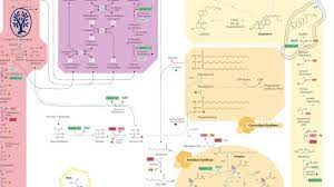 Weitere ideen zu biochemie, chemie blutkörperchen » wie und wo entsteht blut » wo wird blut produziert und hergestellt Triglyceridsynthese Thieme Liebt Medizinstudierende