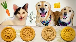 Kedi Tuvalet Egitimi Klozete Alistiriyoruz Youtube