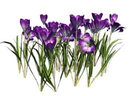 Web Frame Png Free Png Images Png Free Png Images Free Png Png Images Image