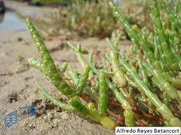 Image result for Sarcocornia