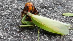 We would like to show you a description here but the site won't allow us. Giant Japanese Hornet Stock Video Footage 4k And Hd Video Clips Shutterstock