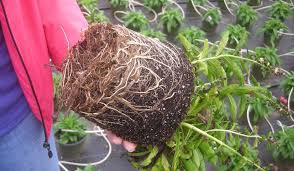 Phytophthora has been identified as the cause of the decline of stands of red and purple. How To Fix And Prevent Root Rot The Plant Gallery