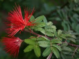 Native to baja california and sonora, mexico, calliandra californica is a constant bloomer with showy bright red bushy flowers that. Calliandra Californica Baja Fairy Duster World Of Flowering Plants