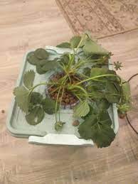 This is typically caused by not enough water, and a clear signal that the plant needs to be watered soon. Strawberry Drooping Hard Hydro