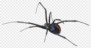 Their characteristic markings include an easily. Black Widow Spider Australia Redback Spider Spider Bite Venom Black Widow Spider Background Animals Spider Web Animal Bite Png Pngwing