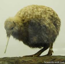 Image result for Pteris auquieri