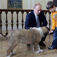 By feeding your dog a high protein dog food, you can help him avoid developing conditions like hip and elbow dysplasia, a condition that is highly common among certain breeds, such as great danes, german shepherds, labrador retrievers, boxers, and other. Putin S Puppy Csmonitor Com