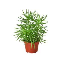 Image result for Senecio propior