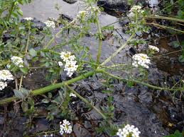 Image result for Nasturtium microphyllum