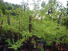 Image result for Acacia grandicornuta