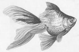 You can find them at public aquariums, zoos, fish hatcheries and at markets on the waterfront. Learn To Draw 14 How To Scumble A Fish Art By Nolan Easy Charcoal Drawings Pencil Drawings Fish Drawings