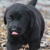 Happy healthy puppies for sale from our breeders. 1