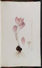 690 likes · 43 were here. The Everlasting Flowers Between The Pages An Introduction Jessie Wei Hsuan Chen