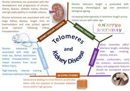 Kidney stone symptoms and when to see a if you do develop a uti, get it treated as soon as possible. Frontiers Genetic Susceptibility To Chronic Kidney Disease Some More Pieces For The Heritability Puzzle Genetics