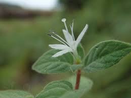 Image result for Virectaria major