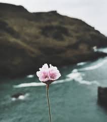 Find images of single flower. Single Flower Images On Favim Com