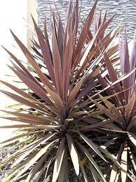 Cordyline Australis Red Sensation Height At Maturity 2 3m Width At Maturity 1 2m Full Sun Part Shade Tropical Plants Drought Tolerant Plants