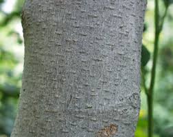 Know Your Trees Magnolias The Georgetown Metropolitan Are you searching for magnolia png images or vector? know your trees magnolias the
