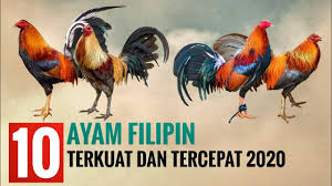 Maybe you would like to learn more about one of these? Download Ayam Pilipin Mp3 Mp4 3gp Flv Download Lagu Mp3 Gratis