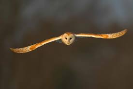What is the average wingspan for an owl? Barn Owl Sheffield Rotherham Wildlife Trust