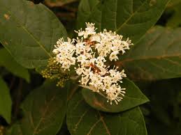 Image result for Ehretia cymosa