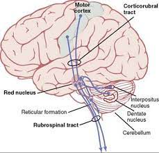 Brainstem special somatic sensory nuclei mediate hearing and positional equilibrium. Bookbrain Stem Nuclei Frontiers Brainstem Modulation Of Large Scale Intrinsic Cortical Activity Correlations Human Neuroscience Start By Marking Chapter 008 Organization Of Brainstem Nuclei As Want To Read Aleusa Sharman