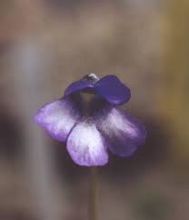 Image result for Disperis reichenbachiana