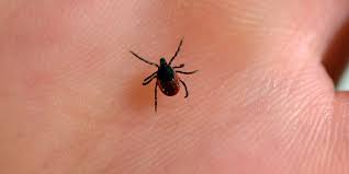 Maladie de lyme, pathologie d'origine infectieuse causée par des bactéries du type borrelia. Maladie De Lyme Les Symptomes Inexpliques Doivent Etre Pris En Charge