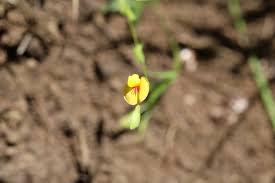 Image result for Zornia capensis