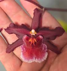 Image result for Aloe aculeata × globuligemma