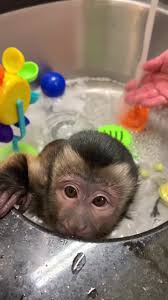 Buy baby capuchin monkey online. Bath Time Oliverlincoln Bath Capuchin Monkey Sweet Monkeybath Toocute Scrub Baby Monk Crazy Fyp