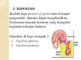 Acts on ovaries & stimulates maturation of 20 ovarian follicles each month. Anatomi Fisiologi Sistem Endokrin Kelompok 5 Kelas A