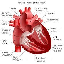 What Is Structural Heart Disease Central Georgia Heart Center