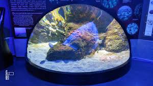 Istanbul Aquarium Mobile Photography Istanbul Around The Worlds