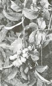 Image result for Paullinia pinnata