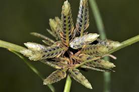 Image result for Pycreus flavescens