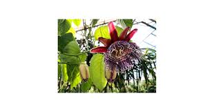 Image result for Passiflora quadrangularis